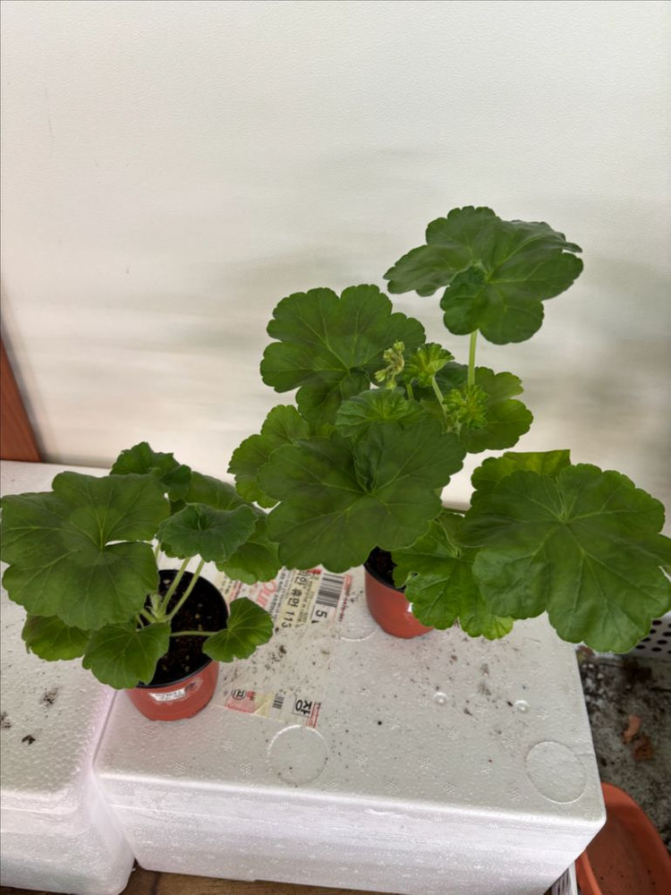 미스블리자드 M라니아프린세스 러한 제라늄--4