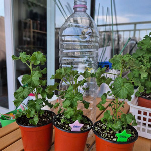 콴탁메이제라늄