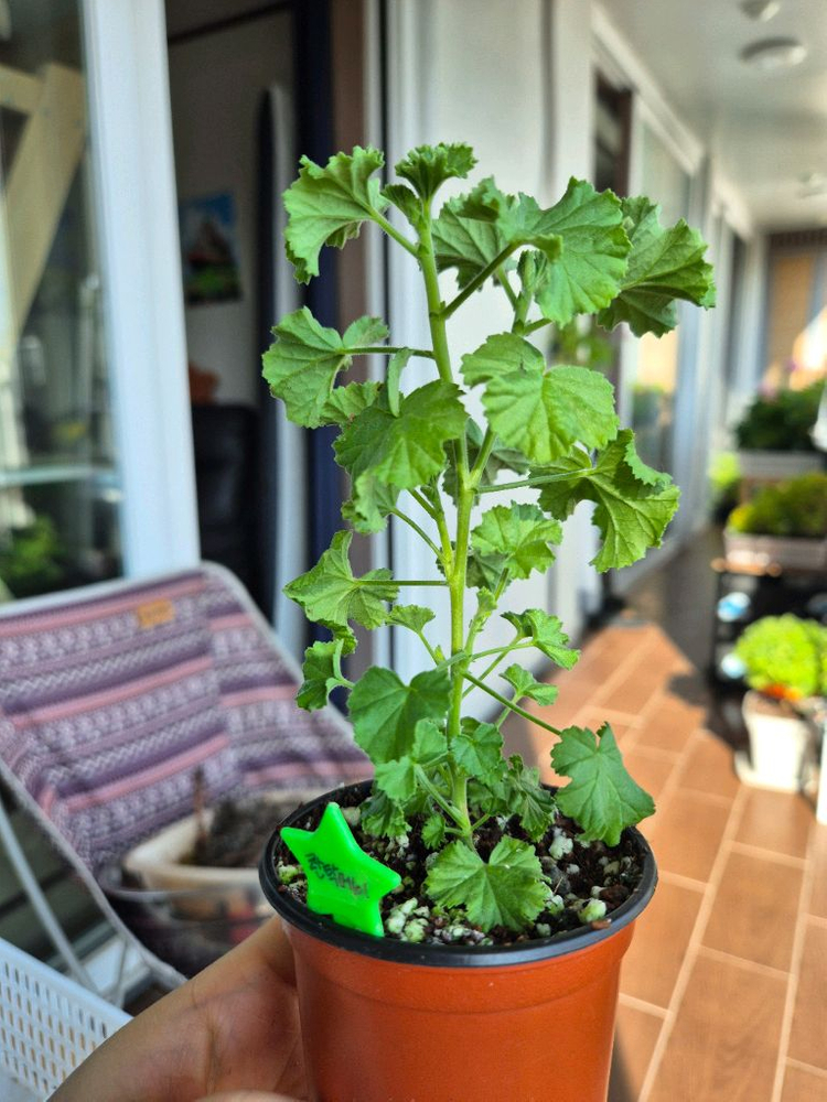 콴탁메이제라늄--1