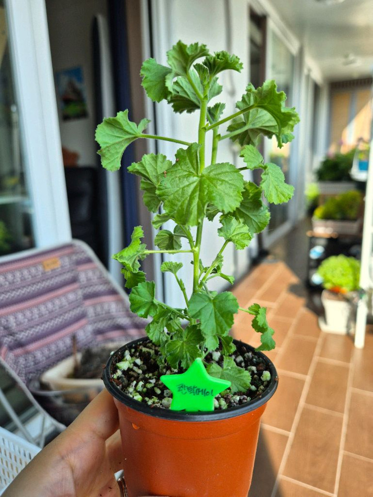 콴탁메이제라늄--2