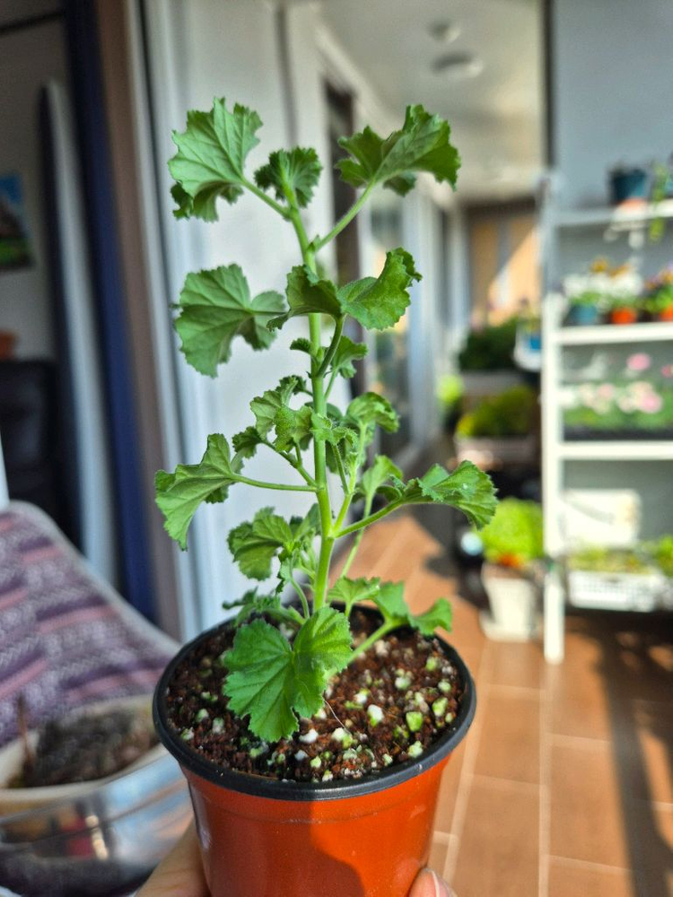 콴탁메이제라늄--4