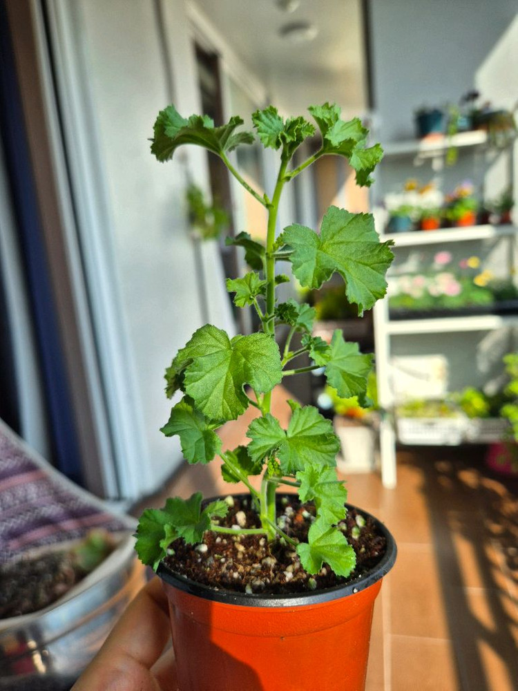 콴탁메이제라늄--5