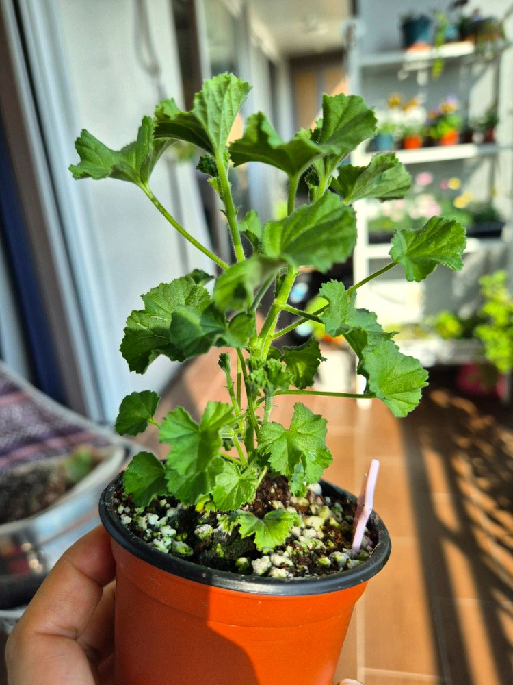 콴탁메이제라늄--6