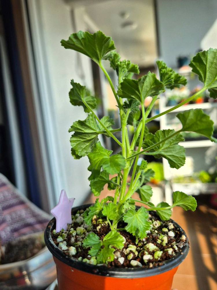 콴탁메이제라늄--7