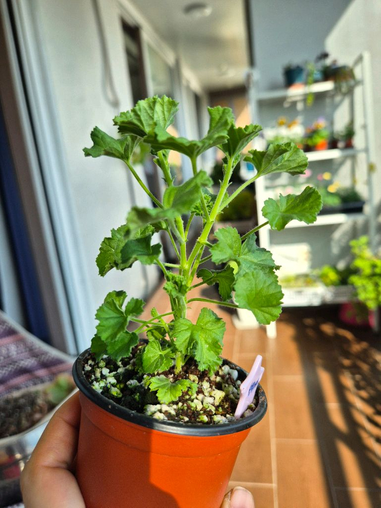 콴탁메이제라늄--8