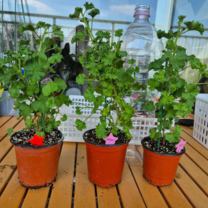 콴탁메이 대품제라늄