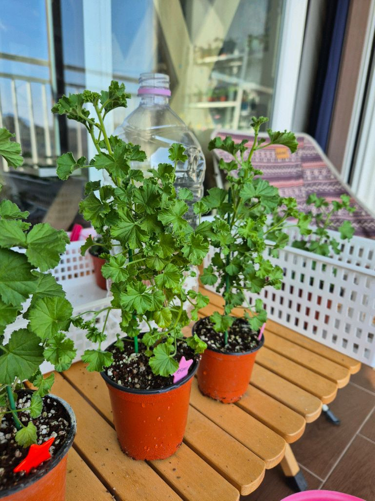 콴탁메이 대품제라늄--2