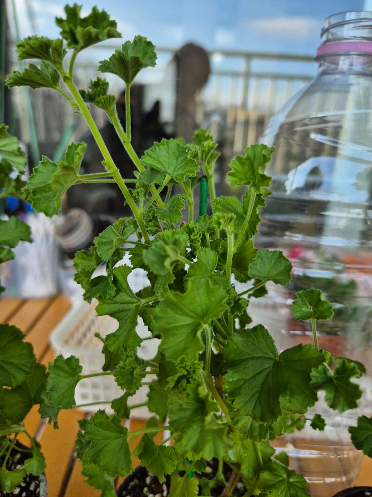 콴탁메이 대품제라늄--3