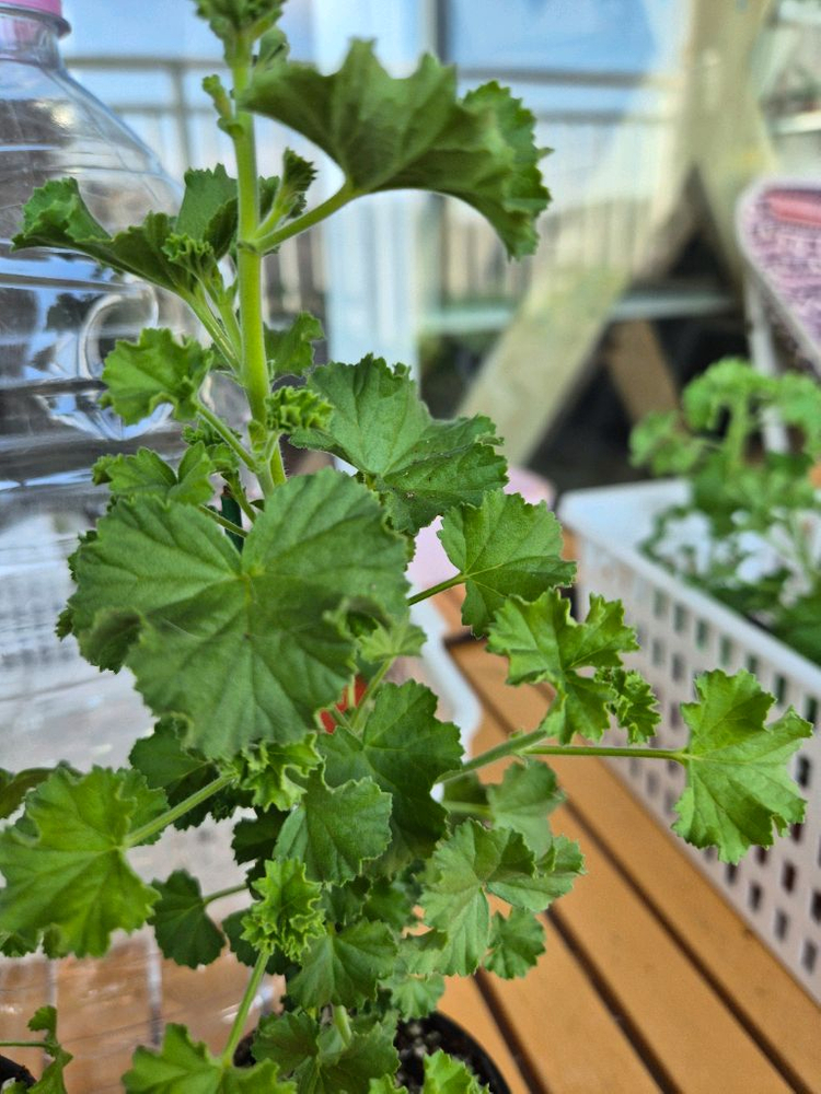 콴탁메이 대품제라늄--4