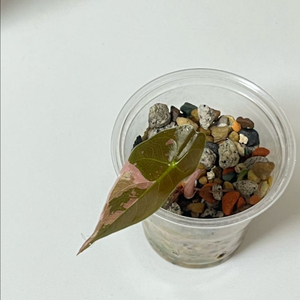 알로카시아 찬트리에 핑크 바리에가타