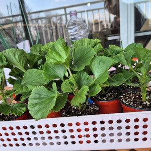 터키쉬커피 제라늄