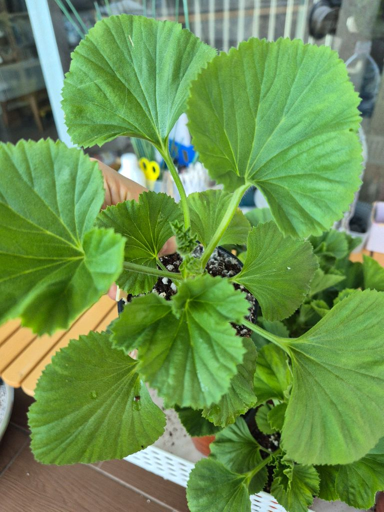 터키쉬커피 제라늄--1