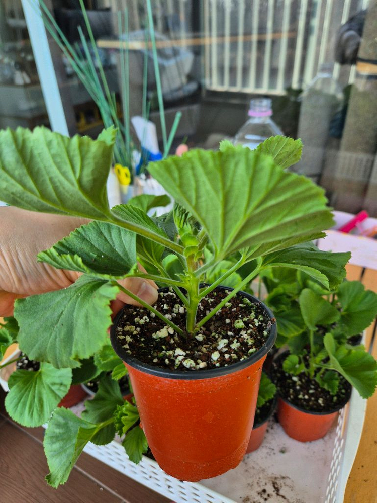 터키쉬커피 제라늄--3