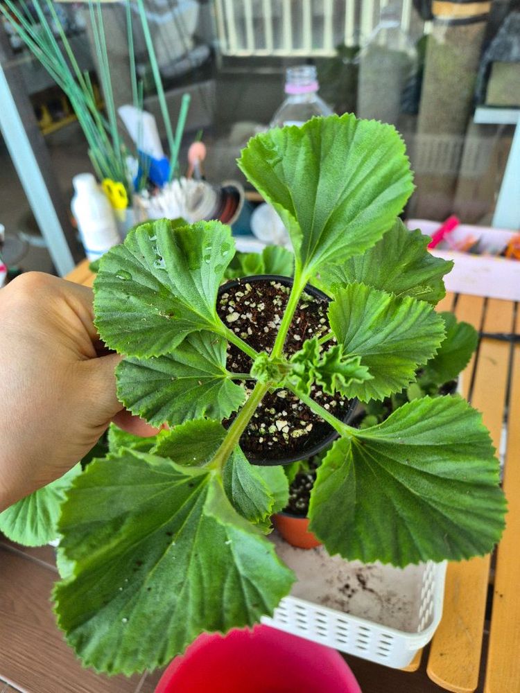 터키쉬커피 제라늄--4