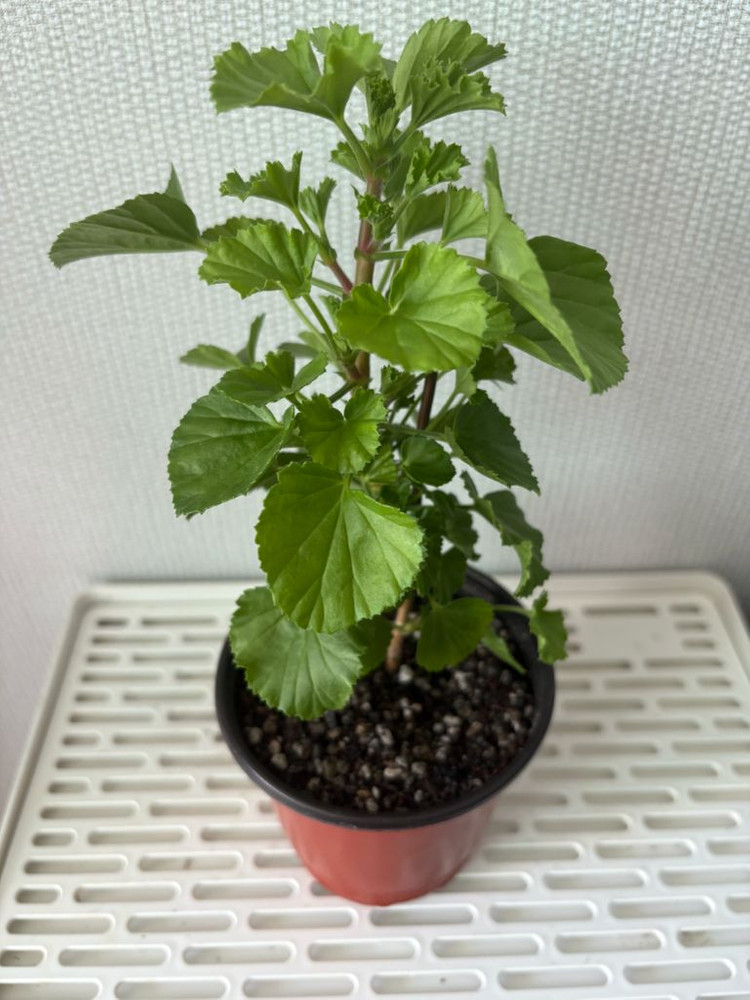 모스케타웨이 리지 리갈 제라늄--1