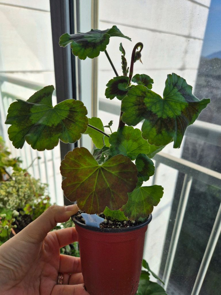 이르마제라늄--1