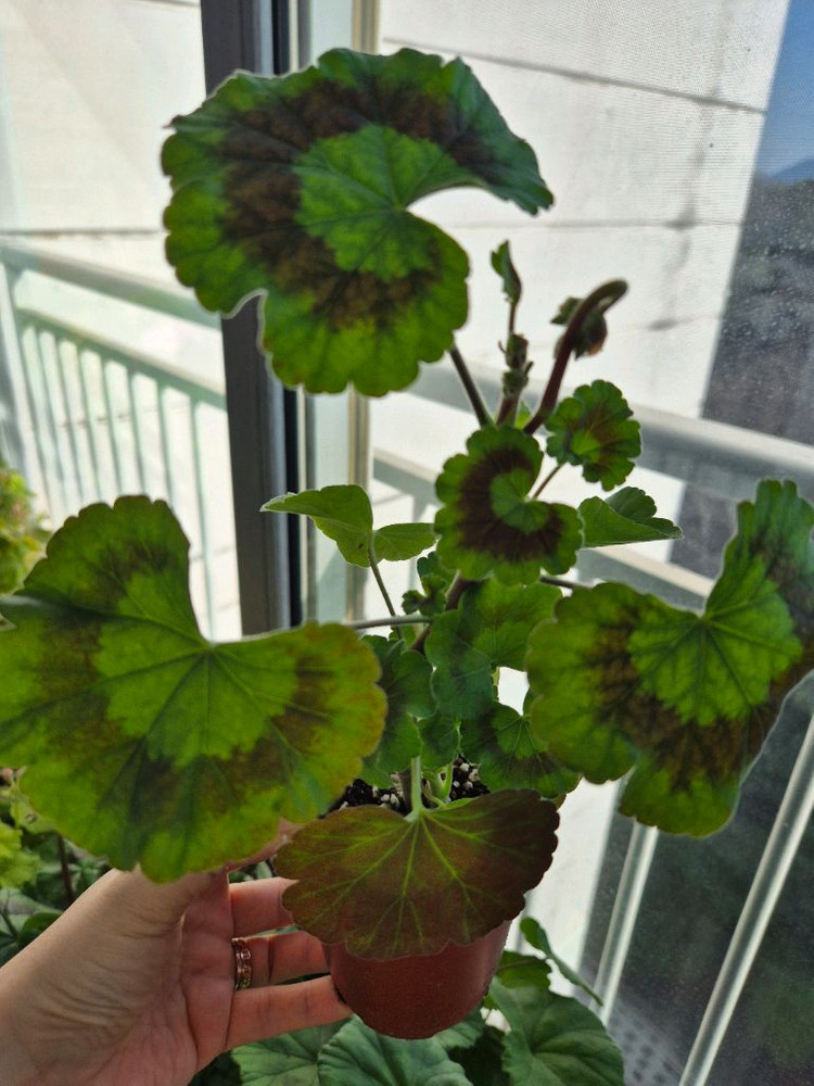 이르마제라늄--2