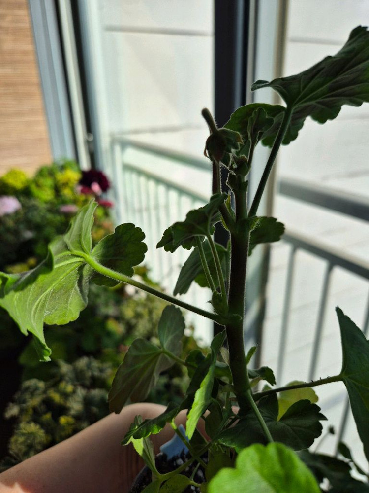 이르마제라늄--3