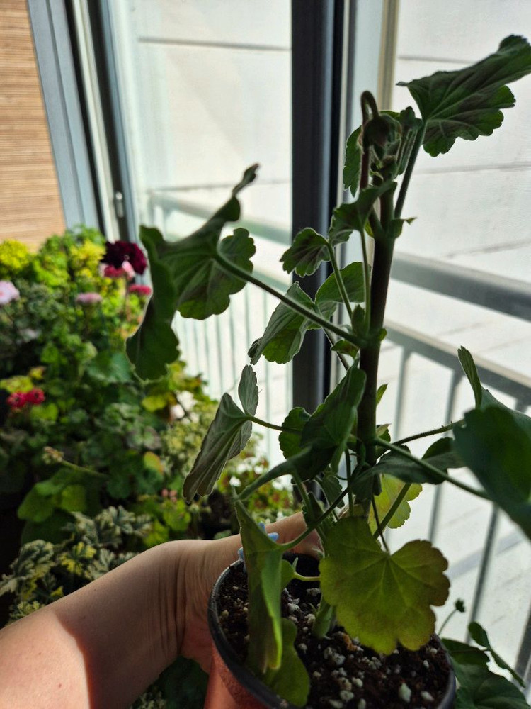 이르마제라늄--4