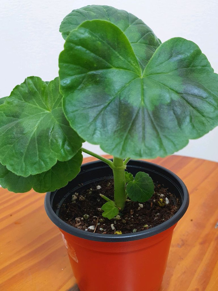 제라늄 연지2 꽃대있음--1