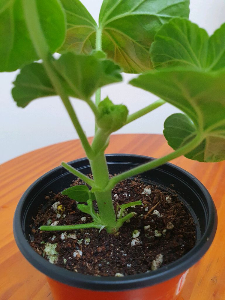 제라늄 연지2 꽃대있음--2