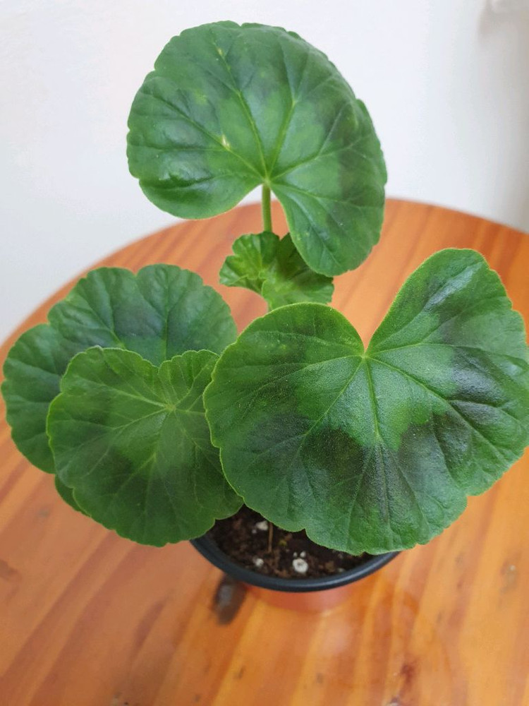 제라늄 연지2 꽃대있음--3