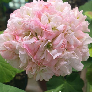 제라늄 핑크클라우드 꽃대있음