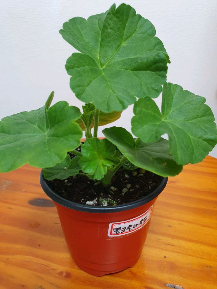 제라늄 핑크클라우드 꽃대있음--1