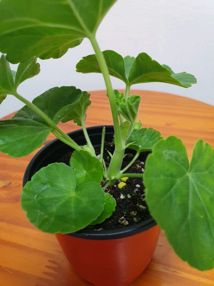 제라늄 핑크클라우드 꽃대있음--2