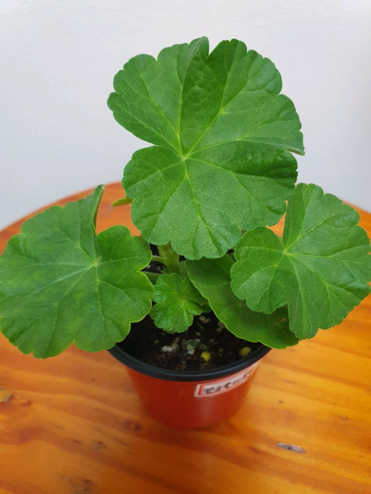 제라늄 핑크클라우드 꽃대있음--3