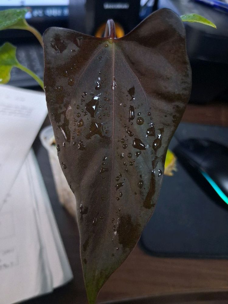 안스리움 미스터월드와이드x rlfs--1