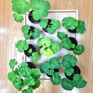 제라늄 10종 일괄