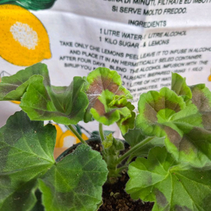 제라늄분양 ㅡ 레오나렐프리고지