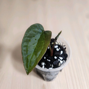 안스리움 에오스x안톨라키