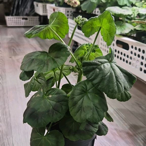 제라늄. 코코페어플로우