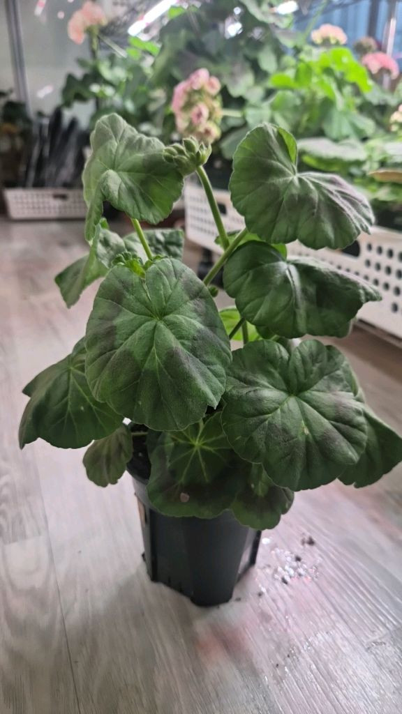 제라늄. 코코페어플로우--1