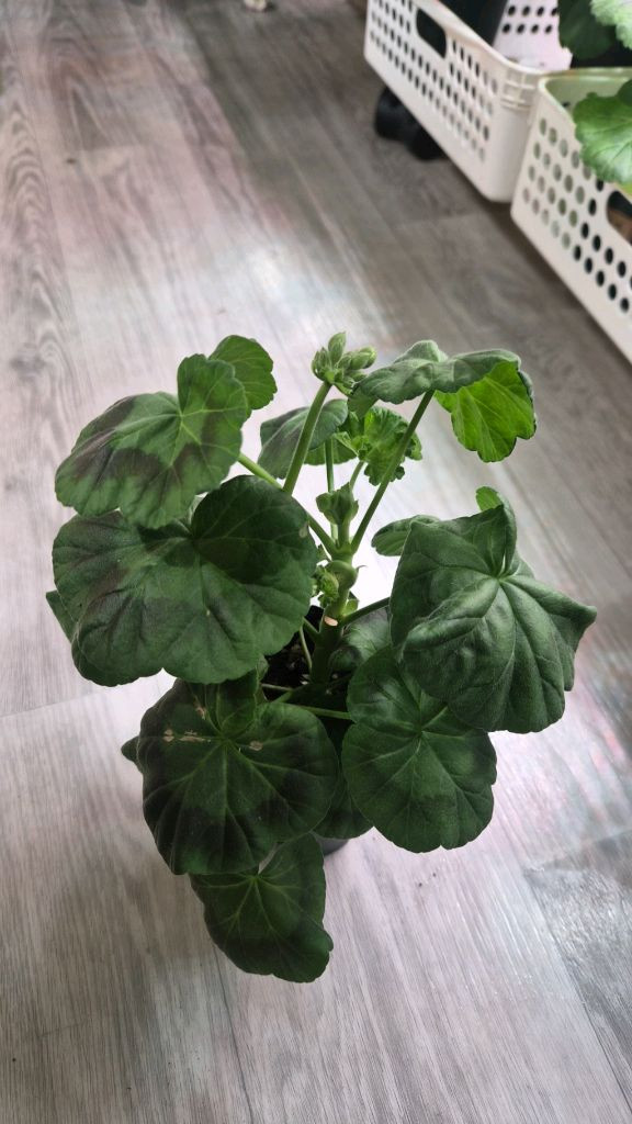 제라늄. 코코페어플로우--2