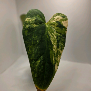 안스리움 바리에가타 2세대 (카이저x에오스)