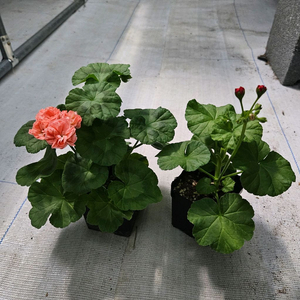 한국제라늄 yuz어텀브리즈, yuz상사화