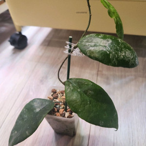 호야 카우다타 수마트라 골드