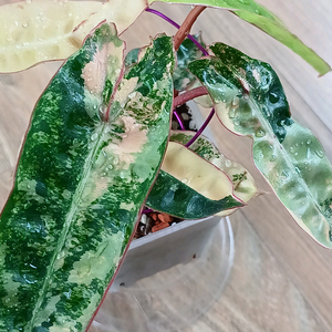 필로덴드론 빌리에티에