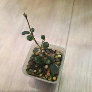 식물 코도난테 데보시아나 파울라