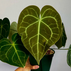 안스리움 클라리네비움 대품 빠른 거래 희망