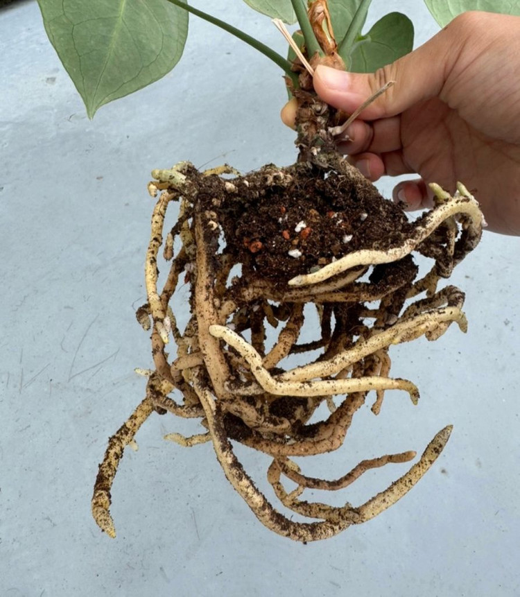 안스리움 클라리네비움 대품 빠른 거래 희망--1