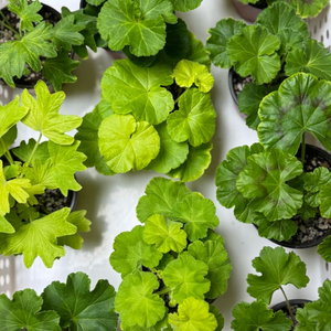 제라늄 개별분양(가격조정)