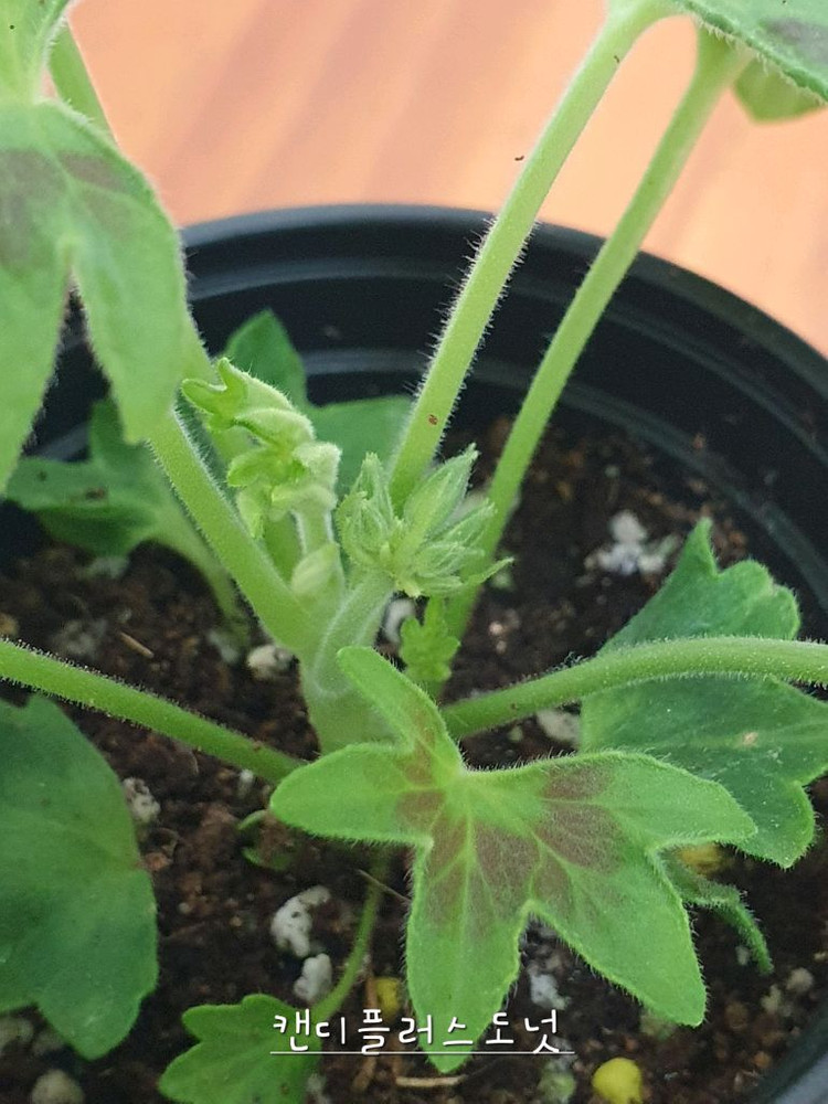 스텔라제라늄 2종 캔디플러스도넛 꽃대있음,브라이언 웨스트--3