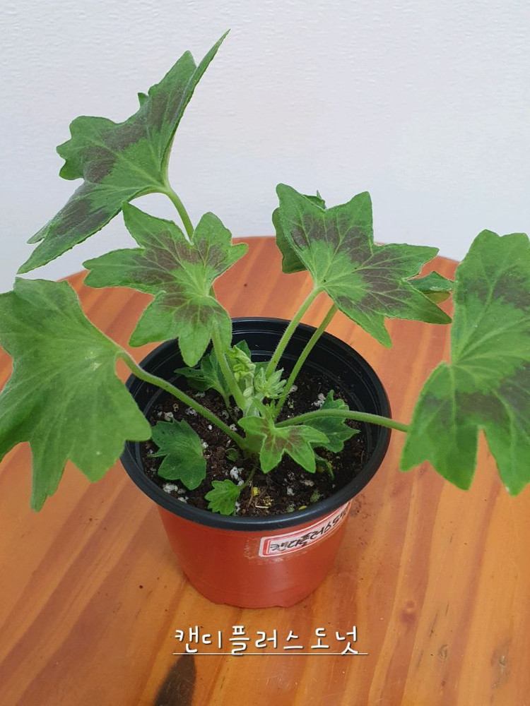 스텔라제라늄 2종 캔디플러스도넛 꽃대있음,브라이언 웨스트--4