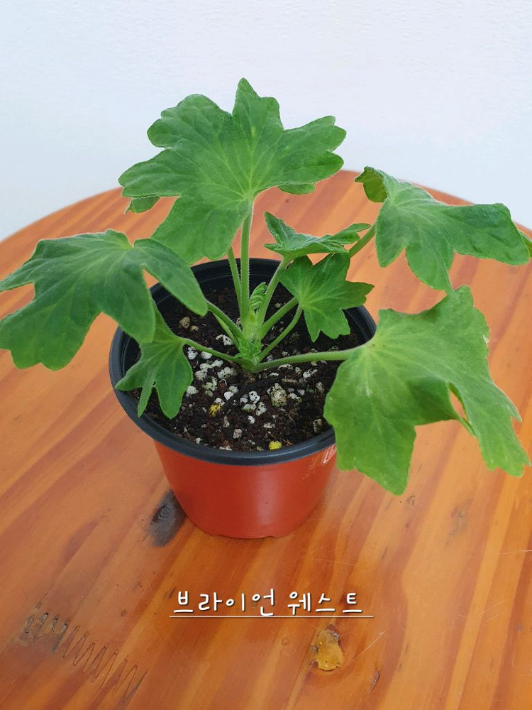 스텔라제라늄 2종 캔디플러스도넛 꽃대있음,브라이언 웨스트--5