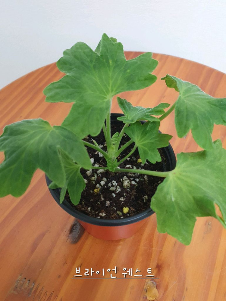 스텔라제라늄 2종 캔디플러스도넛 꽃대있음,브라이언 웨스트--6