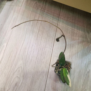 호야 리프리즘 핑크 꽃대